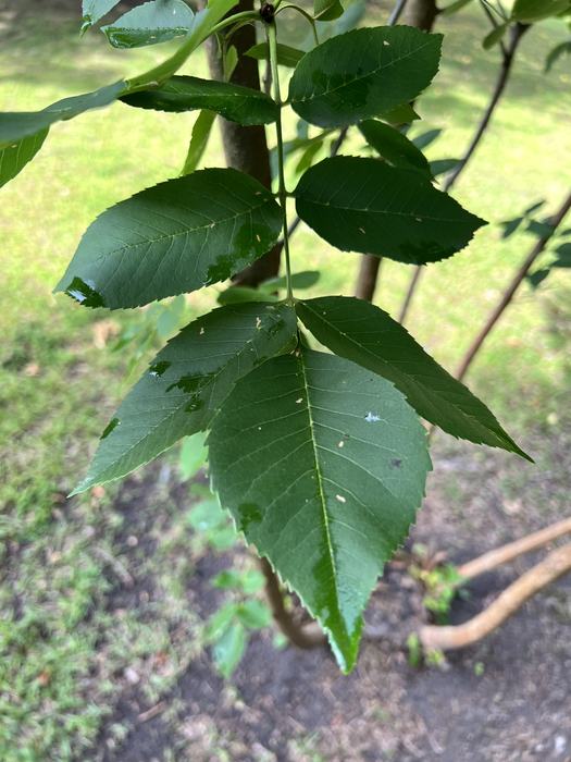 Green Ash foliage 