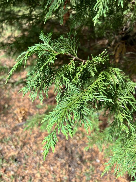Leyland Cypress foliage