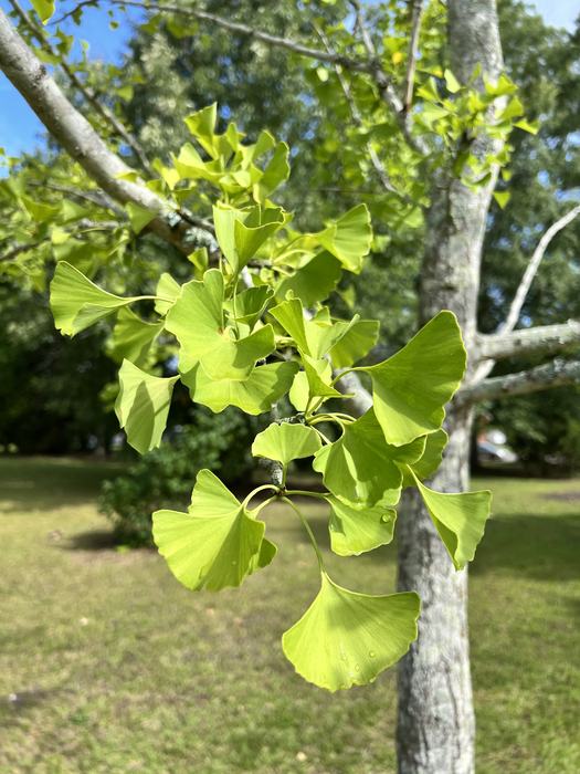 Ginkgo foliage