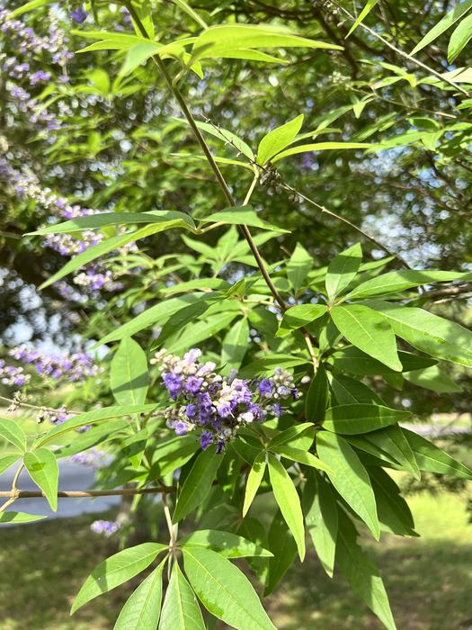 Chastetree flowers and foliage