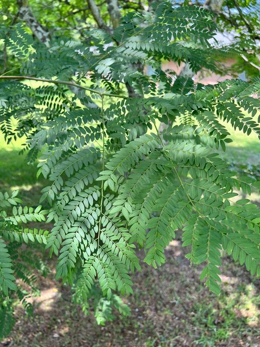 Honey Locust foliage