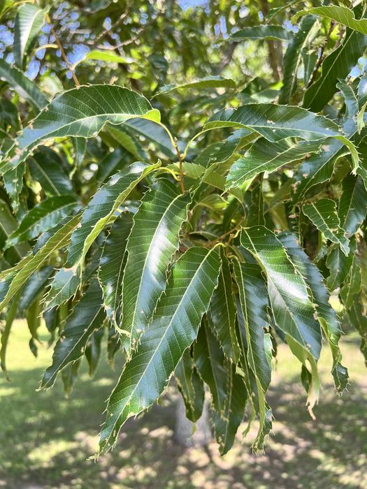 Sawtooth Oak foliage