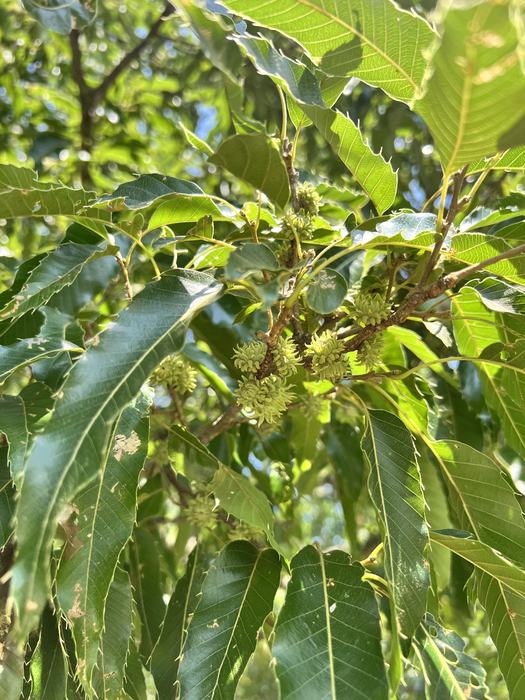 Sawtooth Oak fruit