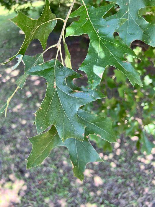 Nuttall Oak foliage