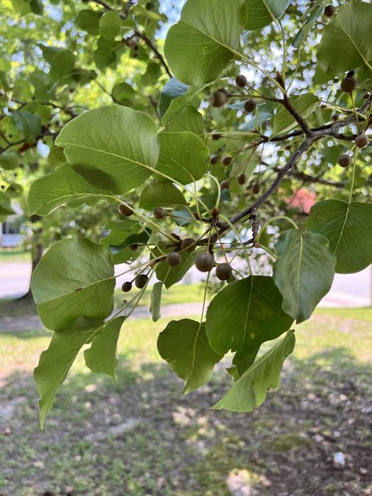 Chanticleer Pear fruit