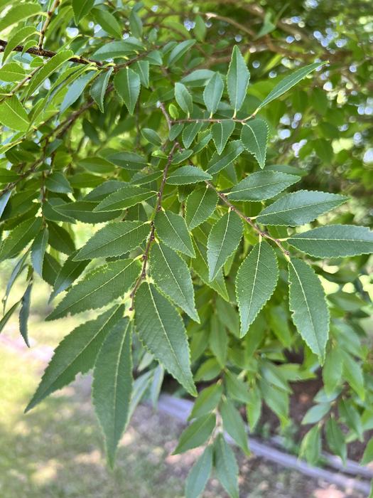 Lacebark Elm foliage