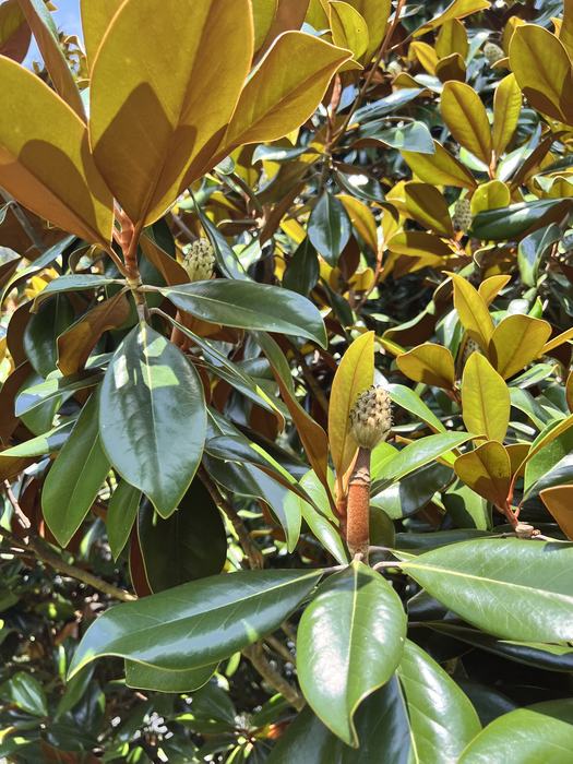 Southern Magnolia foliage and fruit
