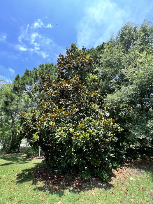 Southern Magnolia