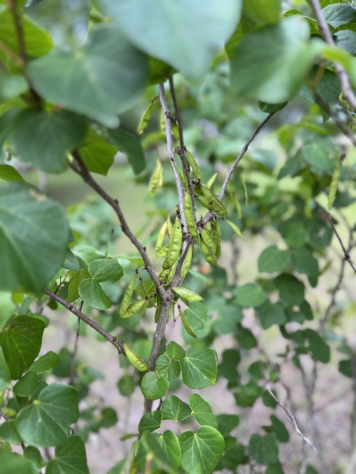 Eastern Redbud fruit 