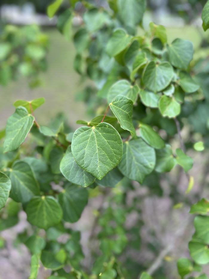 Eastern Redbud foliage 