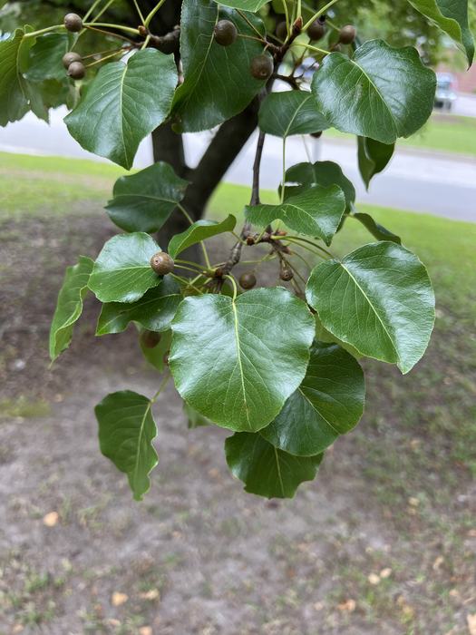 Chanticleer Pear foliage