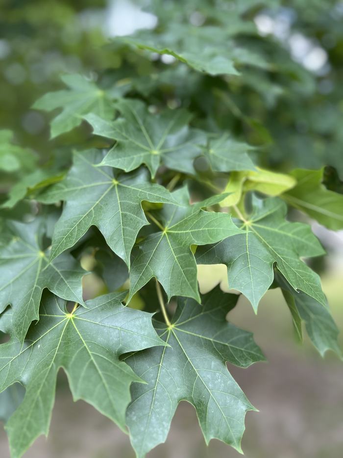 Norway Maple foliage