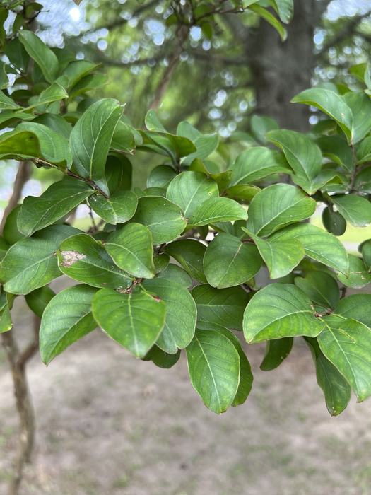 Crape Myrtle foliage