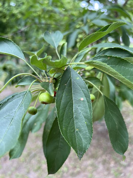 Crabapple foliage and fruit