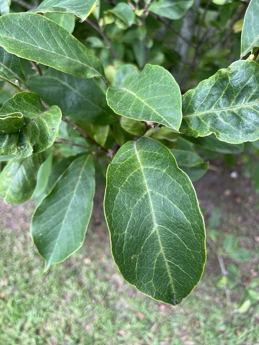 Saucer Magnolia foliage