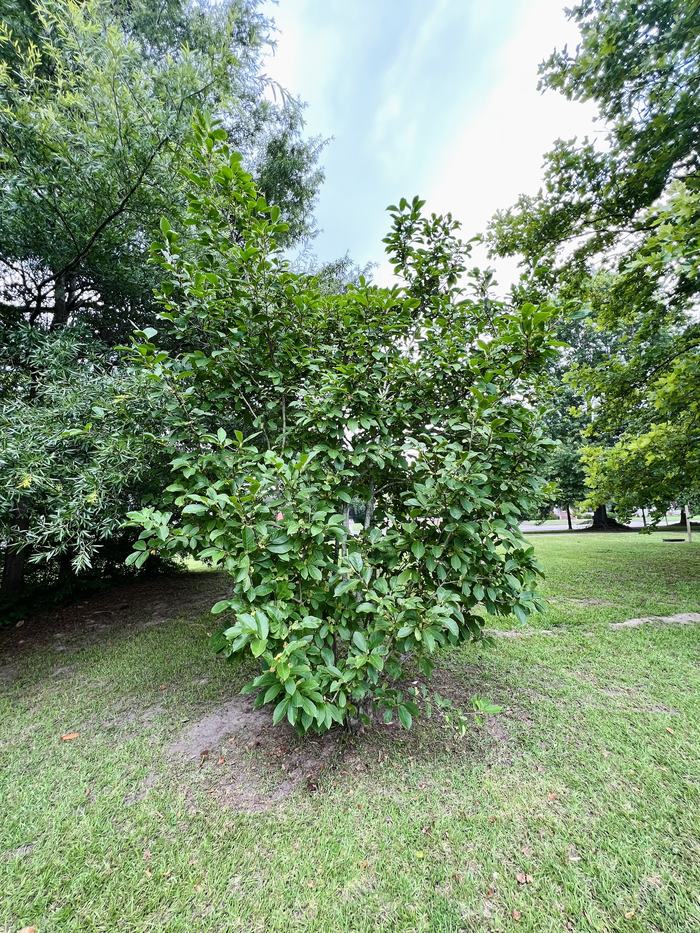 Saucer Magnolia
