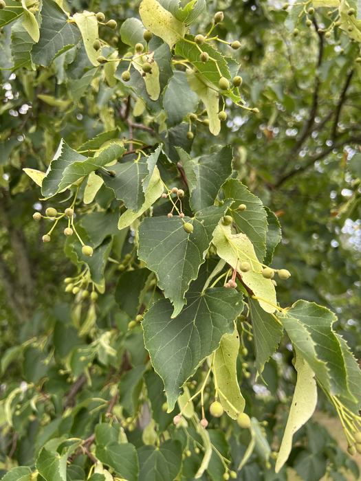 Littleleaf Linden 'Greenspire' foliage 