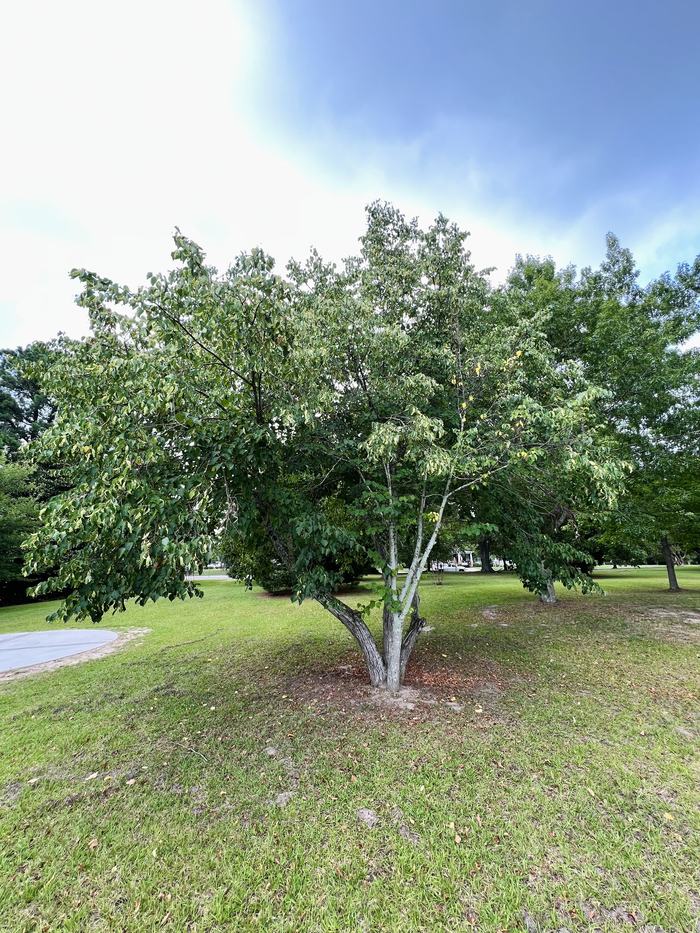 Littleleaf Linden 'Greenspire'