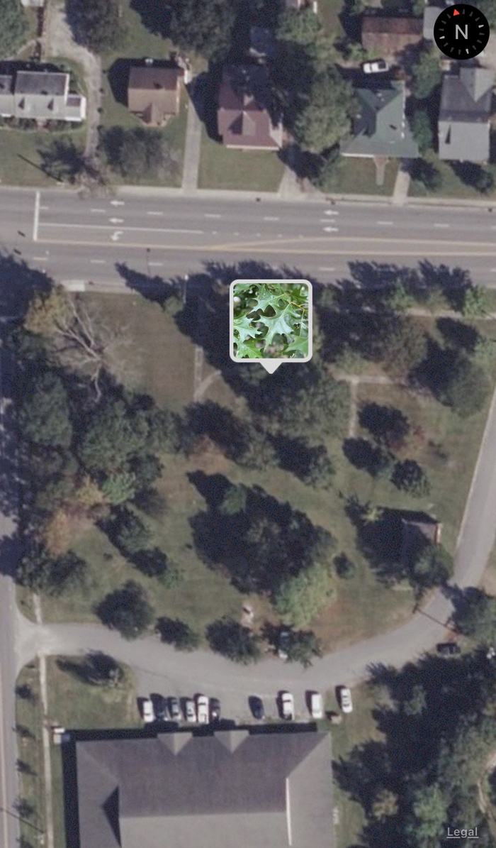 new growth on grape vine