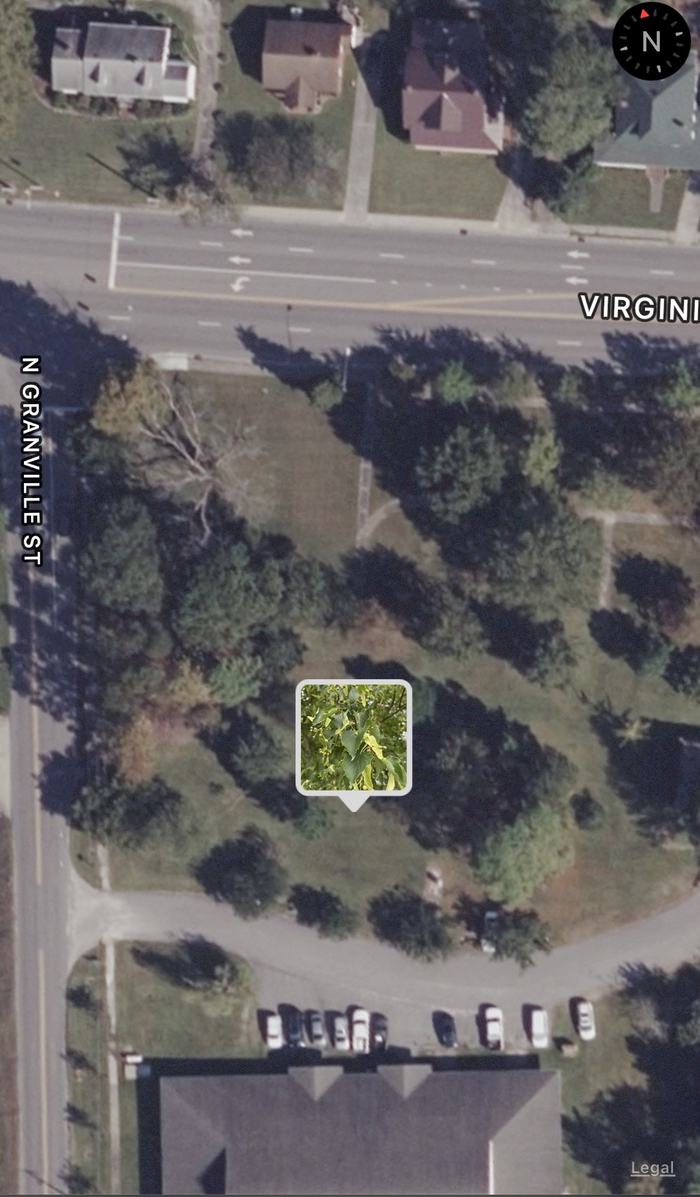 Littleleaf Linden 'Greenspire'