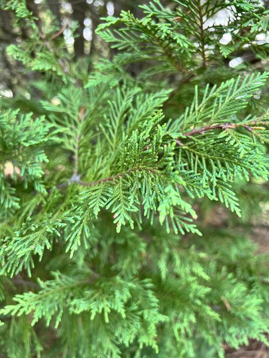 Leyland Cypress foliage 