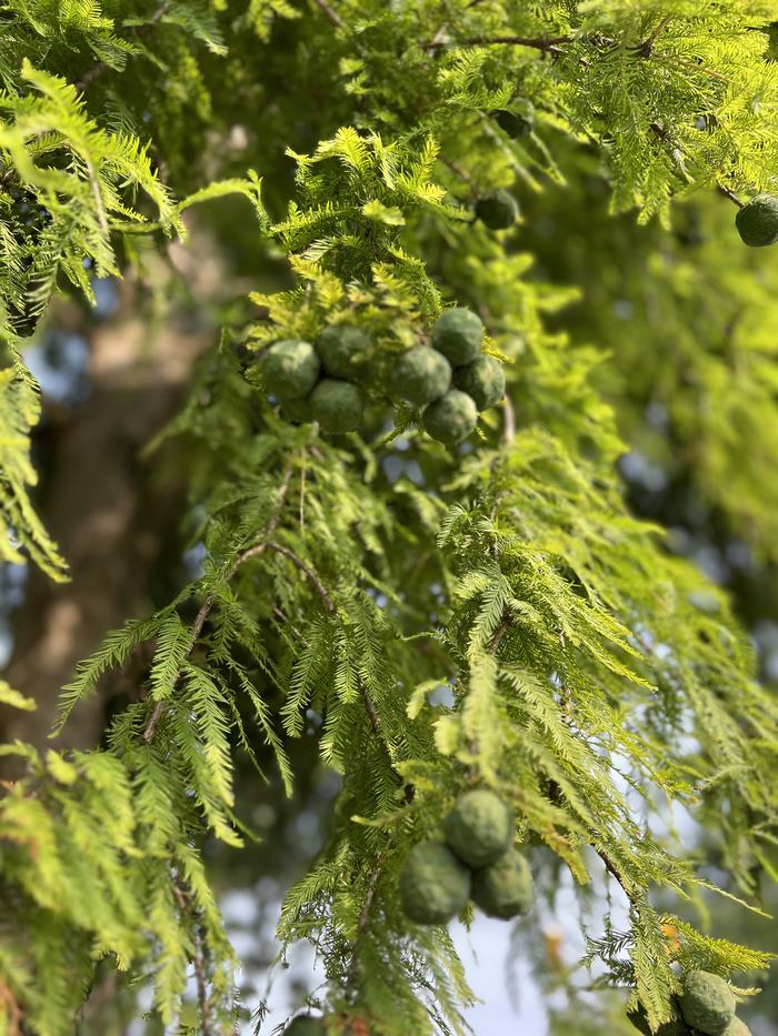Bald Cypress fruit