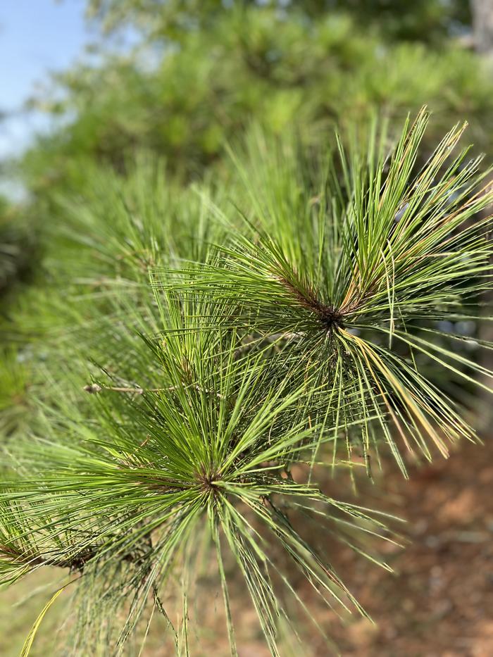 Loblolly foliage