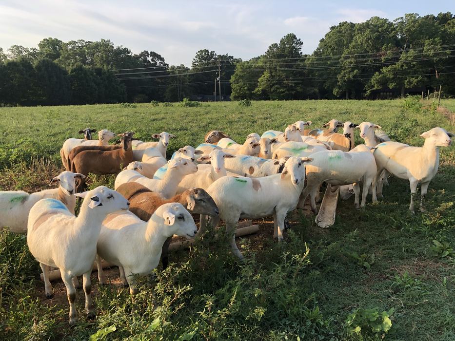 A flock of sheep.