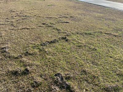 mole tunnels in a lawn