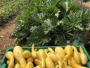 Basket of yellow crookneck squash in front of squash plants in a garden