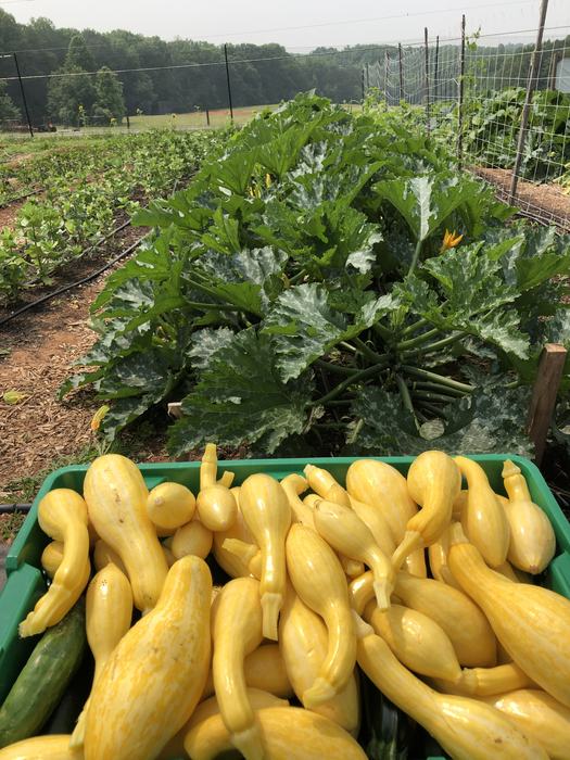Basket of yellow crookneck squash in front of squash plants in a garden