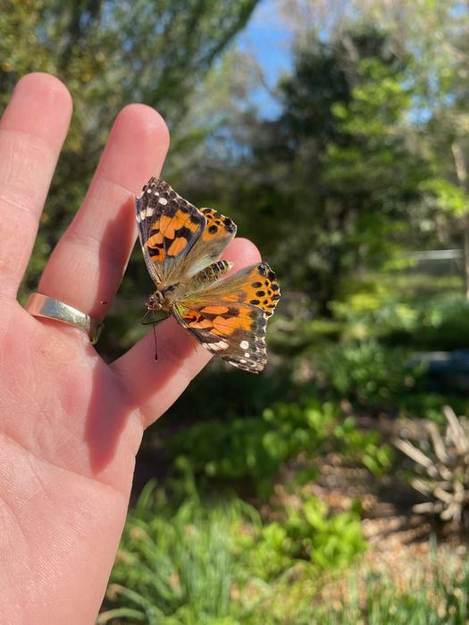 butterfly on finger