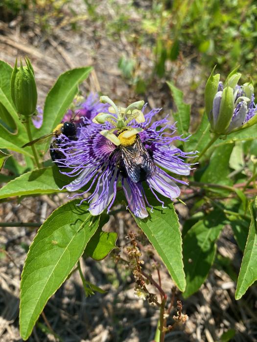 bee on passion flower
