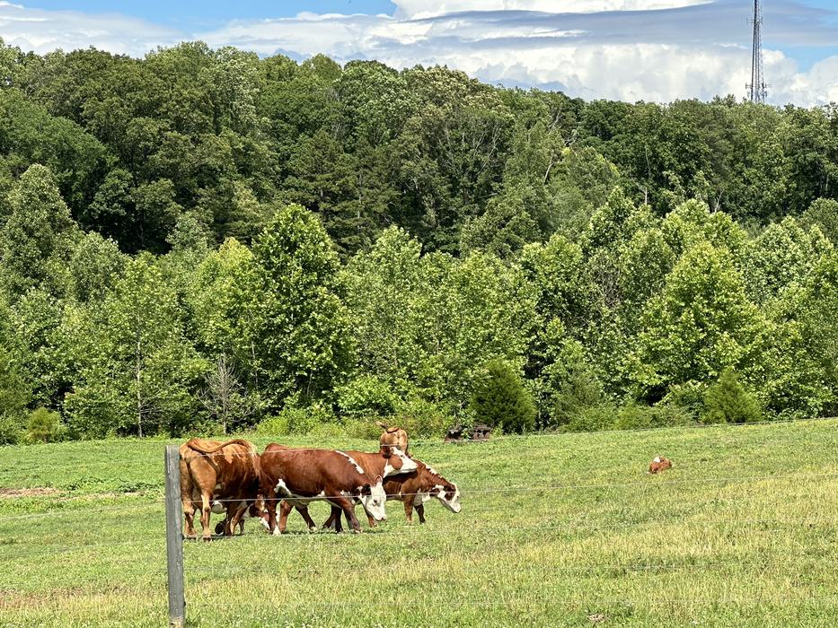 Hereford Cattle in Windmill Acres East pasture