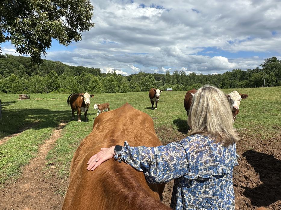 Hereford cattle and Karen Fishel