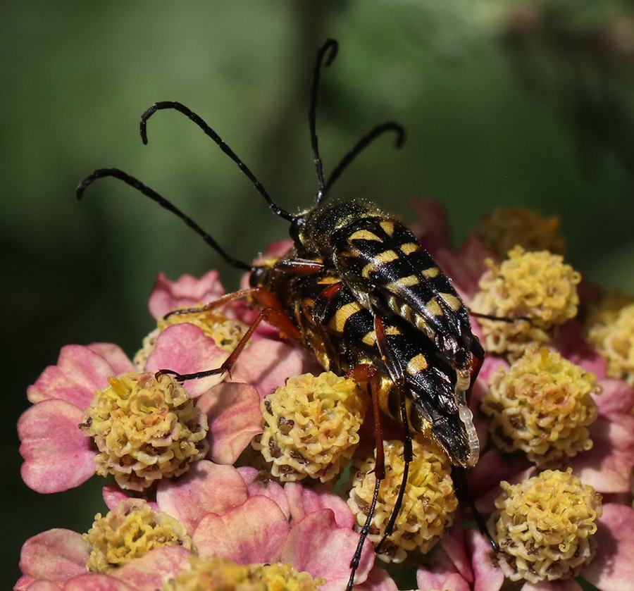 Mating zebra longhorn beetles on yarrow. 