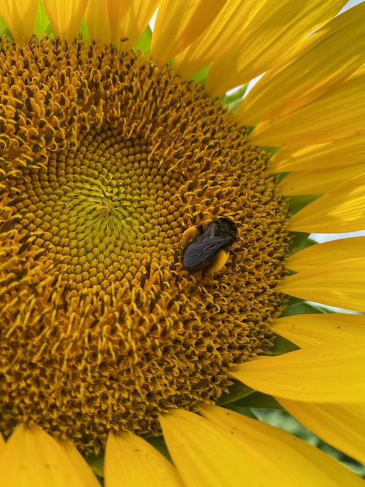 bee on sunflower