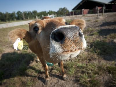 Brown cow nose close-up, ear tag "2685", standing in a field