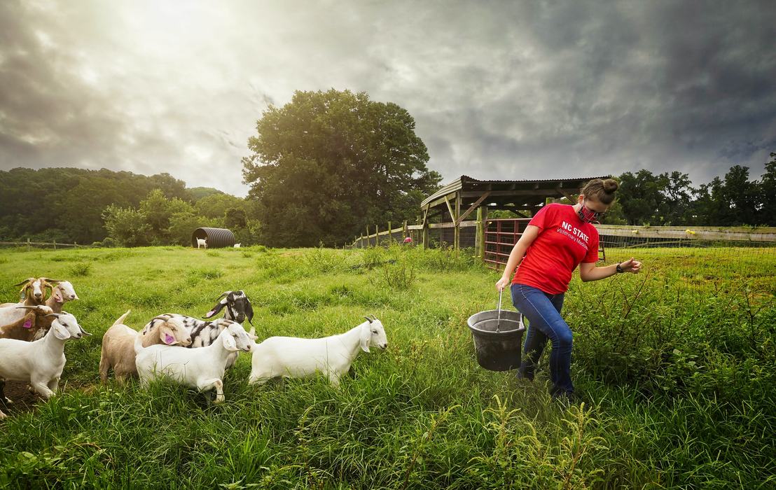 Person in NC STATE Veterinary Medicine shirt carrying a bucket as goats follow in a field