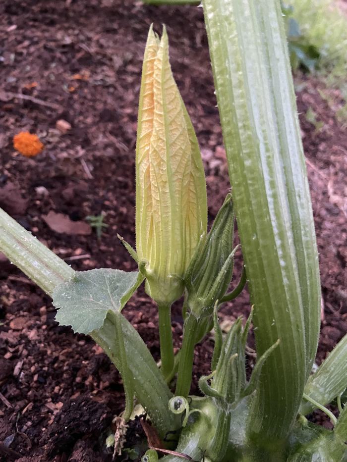 Figure 3: Male squash bloom