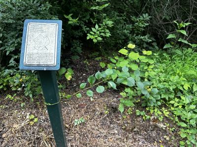 bittersweet wrapped around post