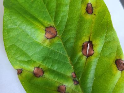 Phyllosticta on pawpaw