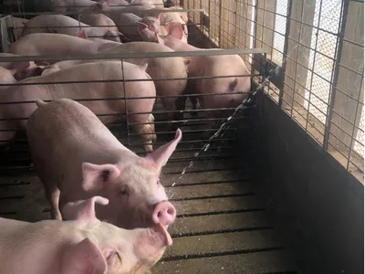 Pigs