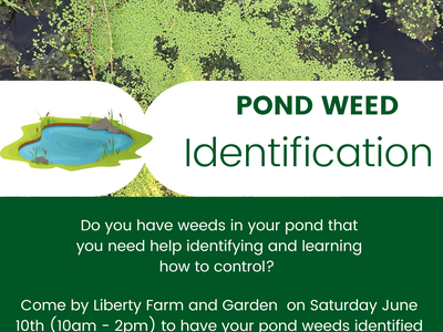 Floating green duckweed above flyer titled "POND WEED Identification" for pond weed ID event