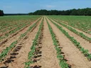 row crops