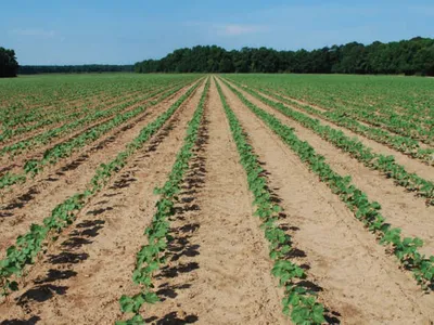 row crops