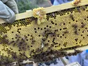 bee frame