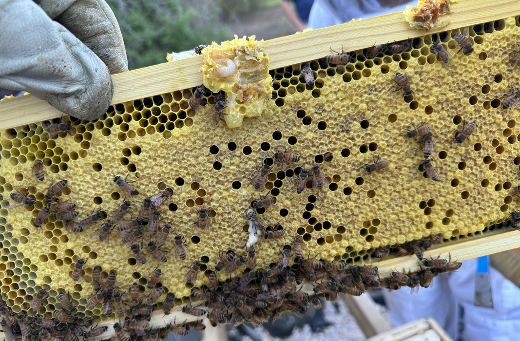 bee frame