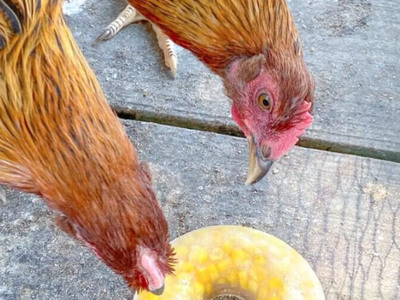 Chicken Enjoying frozen treat
