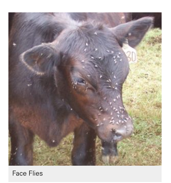 https://burke.ces.ncsu.edu/2020/11/controlling-flies-on-cattle/ 